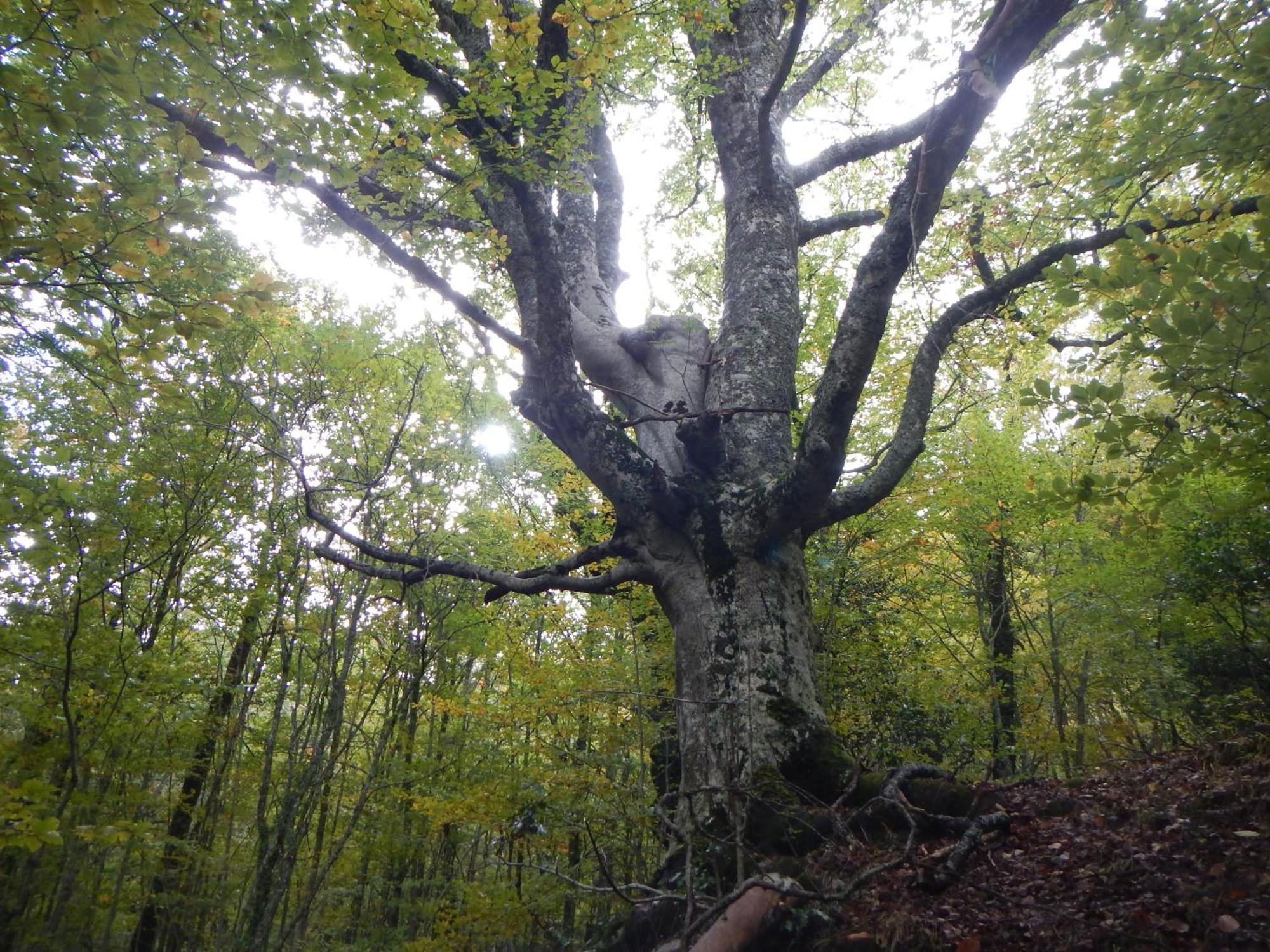 Alojamiento Rural Fuente del Arca  Pradena del Rincon Esterno foto