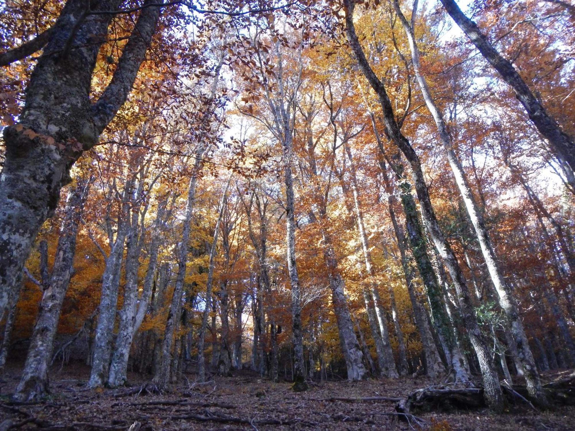 Alojamiento Rural Fuente del Arca  Pradena del Rincon Esterno foto